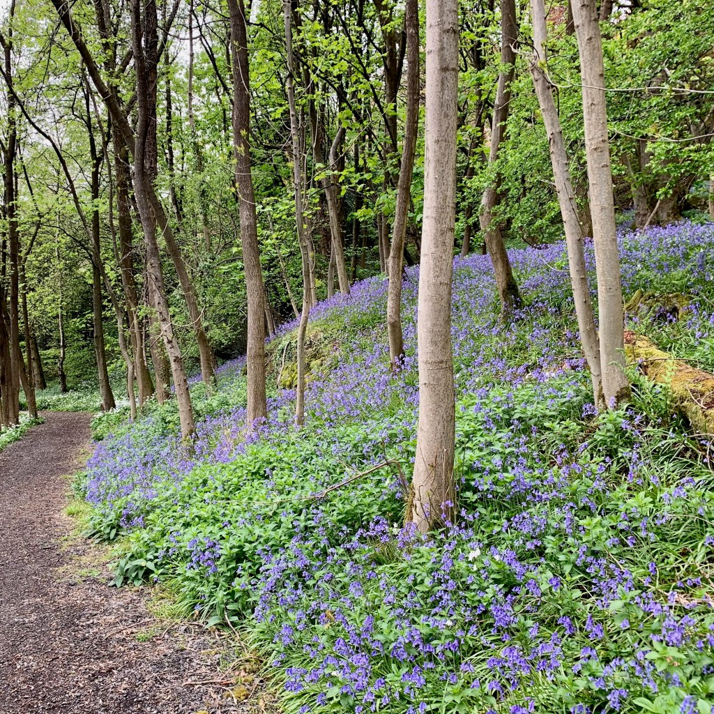 Bluebells blooming in a Scottish forest along a walking path.