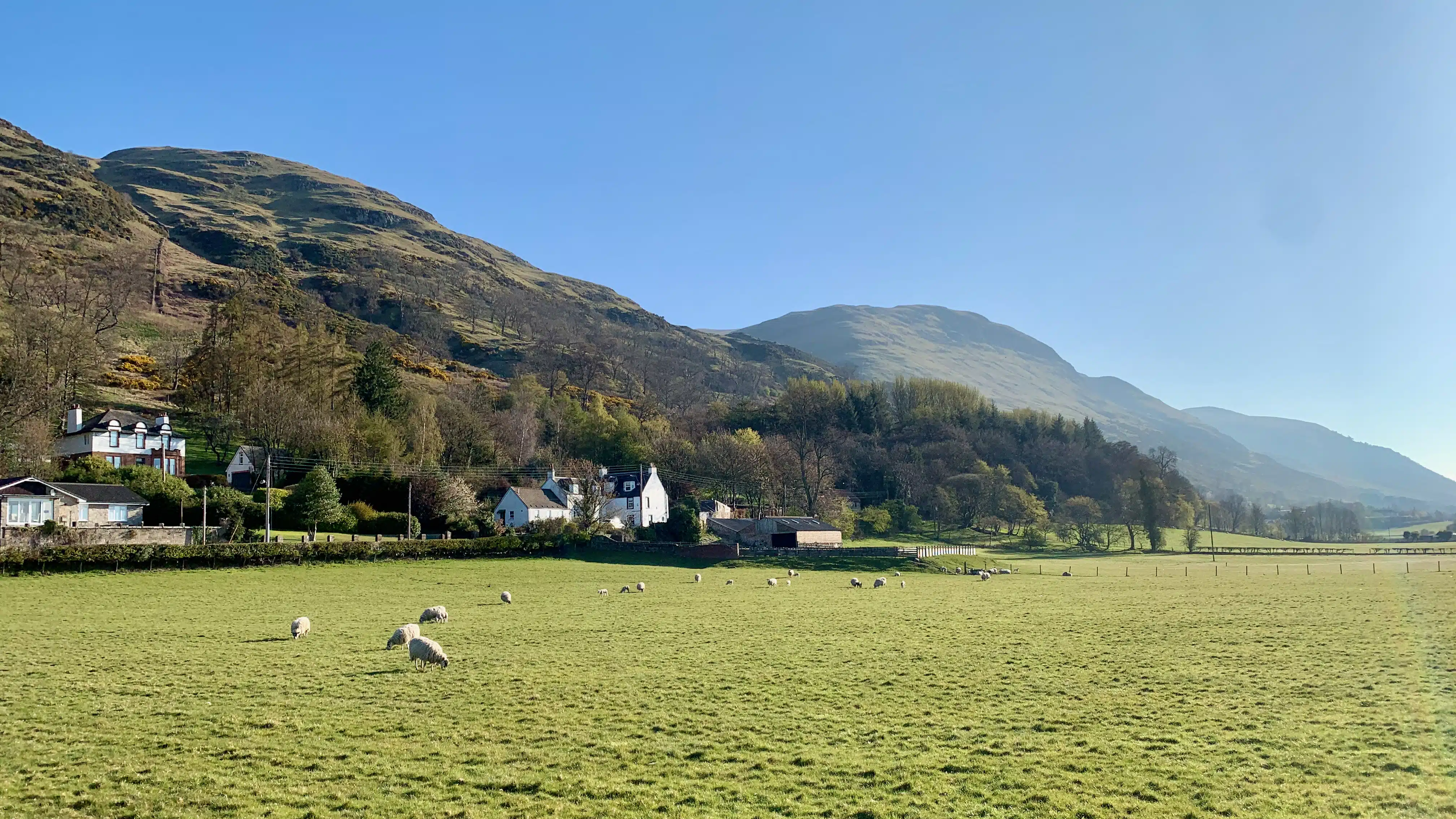 A grassy field with grazing sheep, bordered by houses and trees, sits at the base of rolling green hills under a clear blue sky.