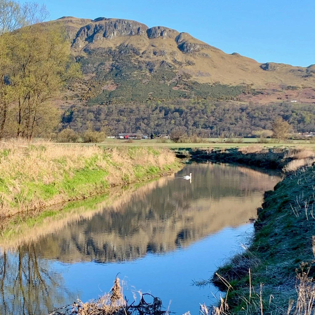 Swan swimming in a calm river, reflecting a Scottish mountain and trees