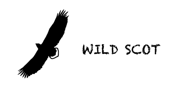 Black bird in flight, "Wild Scot" text. Scottish Wildlife Photos.