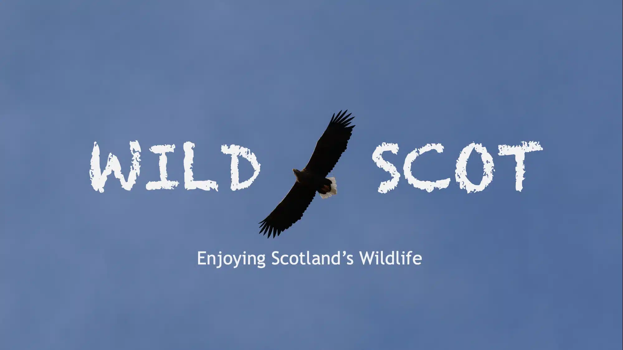 A large bird with outstretched wings soars against a clear blue sky. The text reads WILD SCOT with the bird between the words, and below, Enjoying Scotland’s Wildlife.
