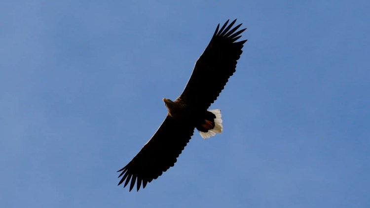 White-tailed eagle soars against a clear blue sky, wings spread wide.