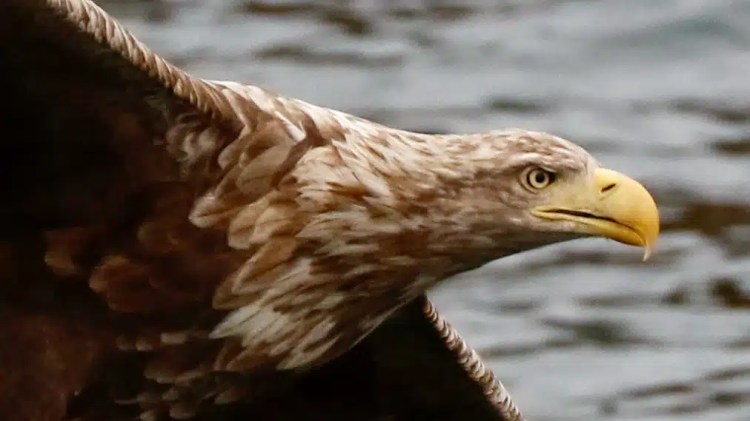 White-tailed eagle in flight, close-up of head and wing.