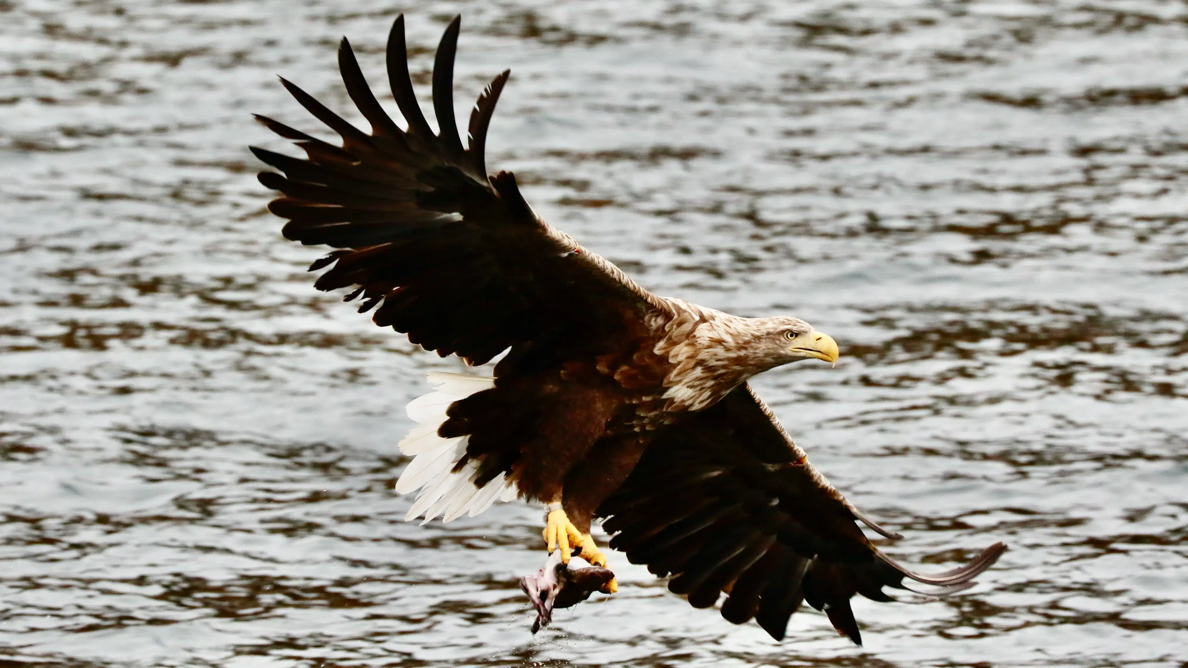 White-tailed eagle in flight over water, carrying prey. An alternative Big 5 species.