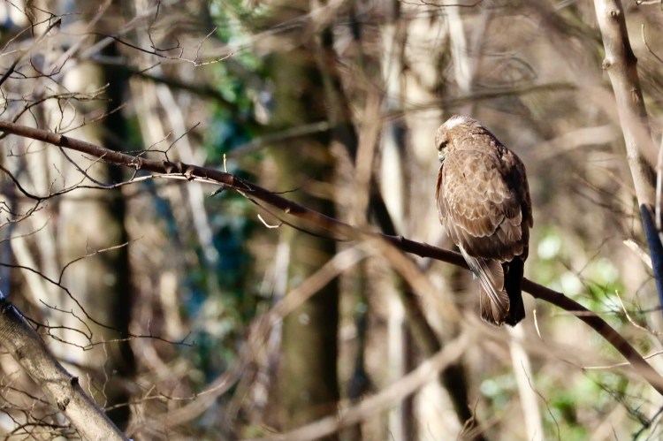 Buzzard perched on a branch in Menstrie Woods, looking away.