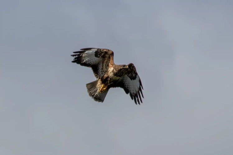 Buzzard soaring in the sky. Sheriffmuir drive wildlife.