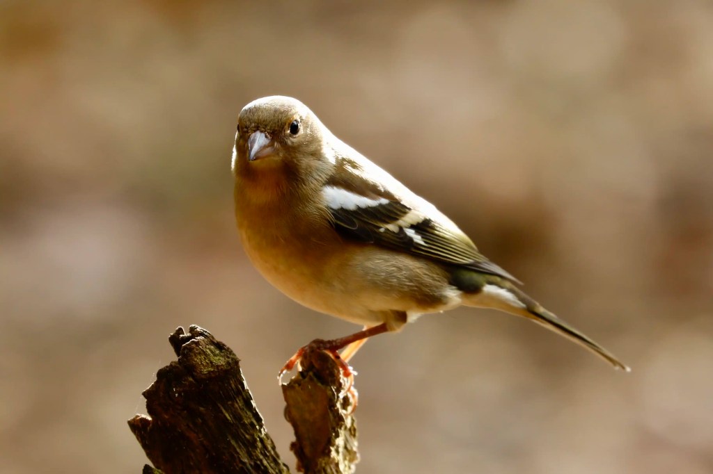 Chaffinch perched on a branch in Menstrie Woods.