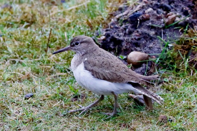 Solitary sandpiper, a small brown bird with white underparts, foraging on grassy ground.