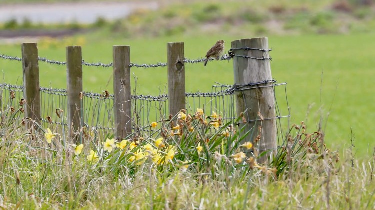 Bird perched on a barbed wire fence in a Highland field. Spring daffodils below.