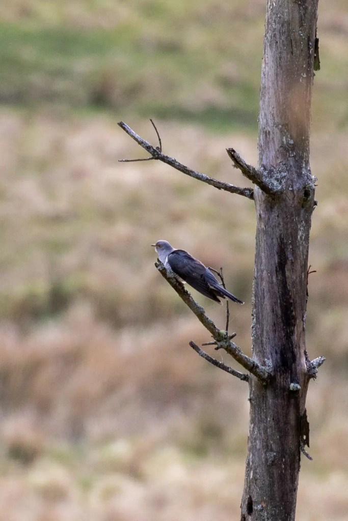 Cuckoo perched on a bare tree branch on Sheriffmuir.