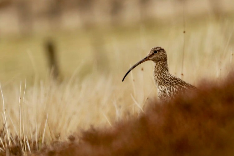 Curlew bird with long, curved beak in grassy field. Sheriffmuir drive landscape.