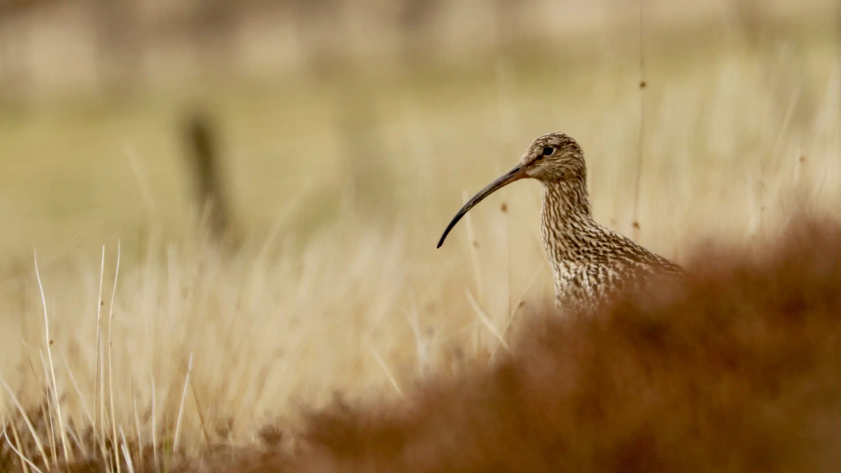 Curlew bird with long beak in Sheriffmuir habitat.