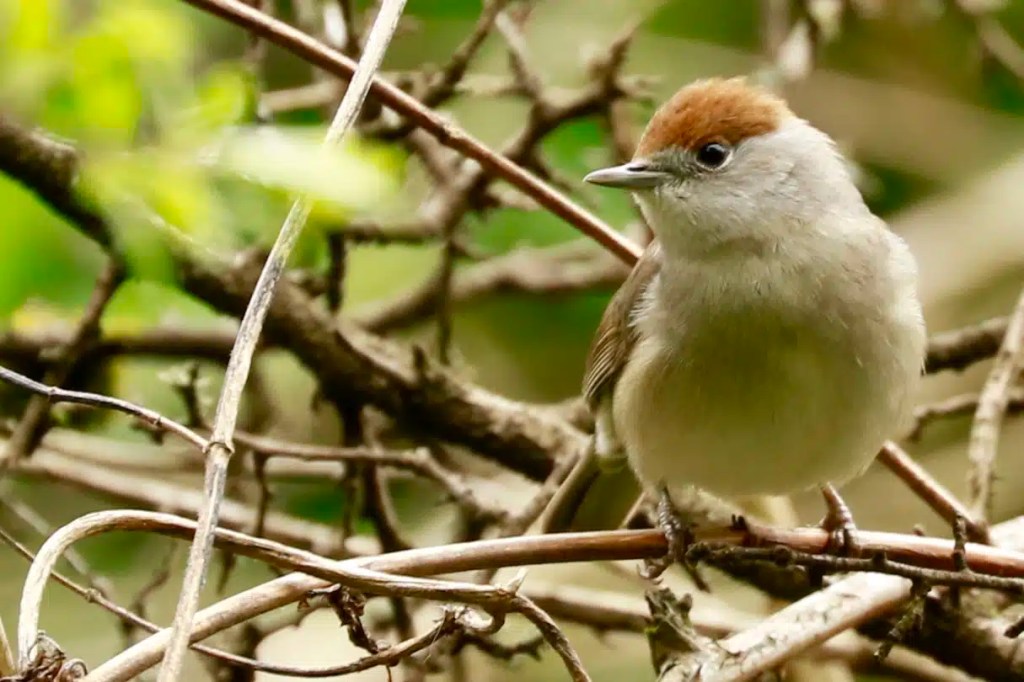 Blackcap bird perched on a branch in Menstrie Woods.
