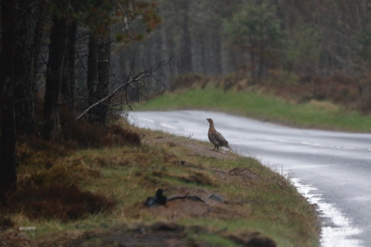 Red Grouse standing by a wet road in the Scottish Highlands. Highland birding.