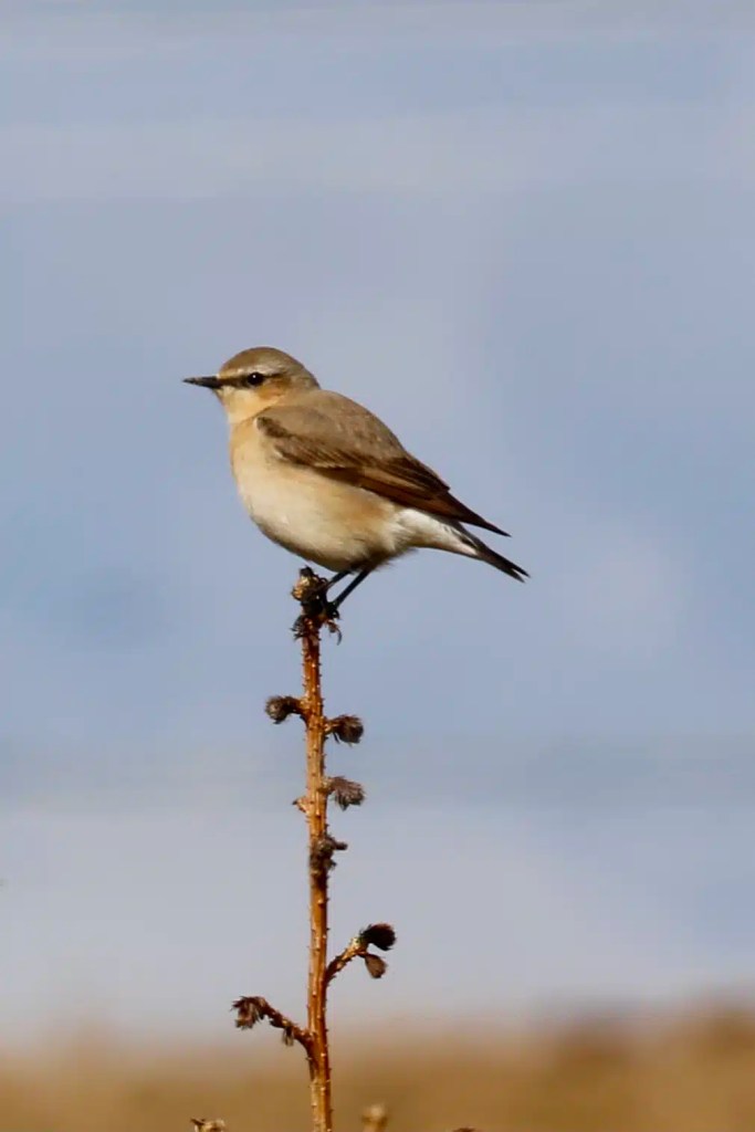 Wheatear bird perched on a twig against a blue sky on Sheriffmuir.