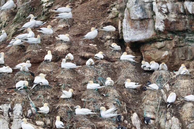 Gannet colony nesting on a cliffside, part of Highland birding in May.