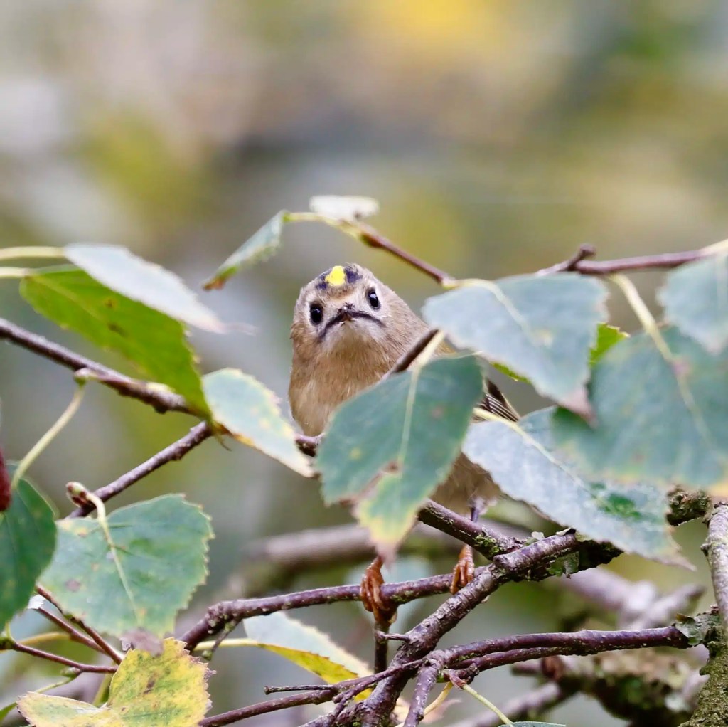 Goldcrest bird perched on a branch in Menstrie Woods, looking at the camera.