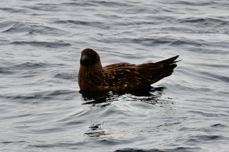 Great Skua floating on rippled water. Highland Birding.
