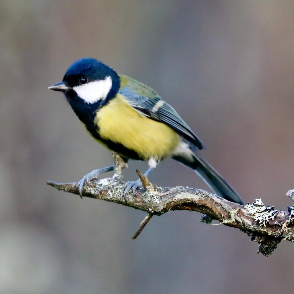Great Tit perched on a lichen-covered branch in Menstrie Woods.