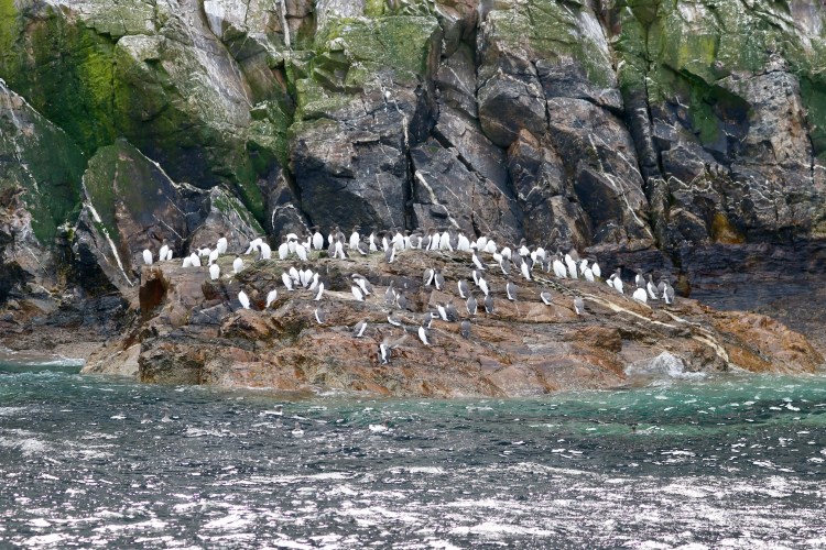 Guillemots nesting on a rocky cliff face in the Scottish Highlands. Highland birding.