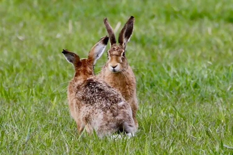 Two brown hares in a grassy field, one looking directly at the camera.