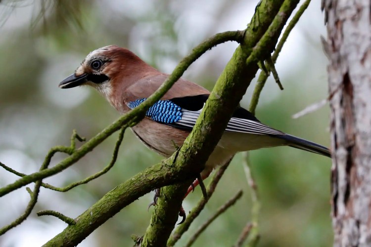 Eurasian jay perched on a mossy branch in Menstrie Woods.
