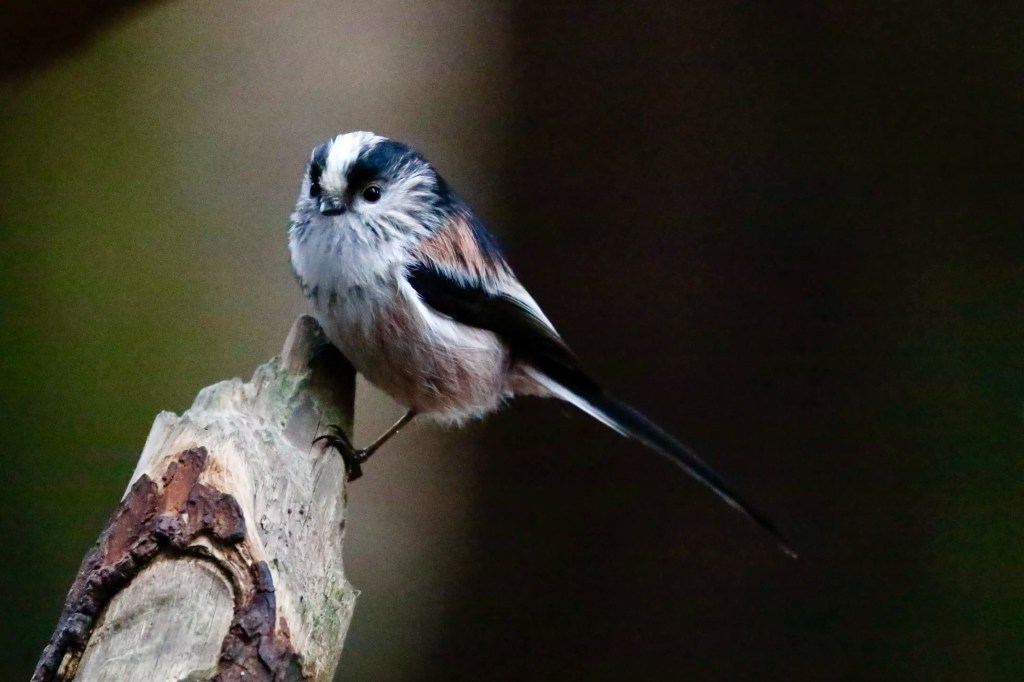 Long-tailed tit perched on a branch in Menstrie Woods