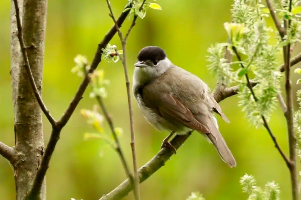 Blackcap bird perched on a branch in Menstrie Woods.
