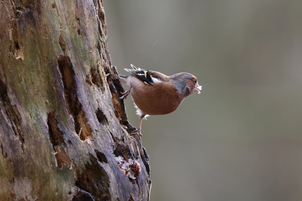 Chaffinch clings to tree trunk in Menstrie Woods, holding nesting material.
