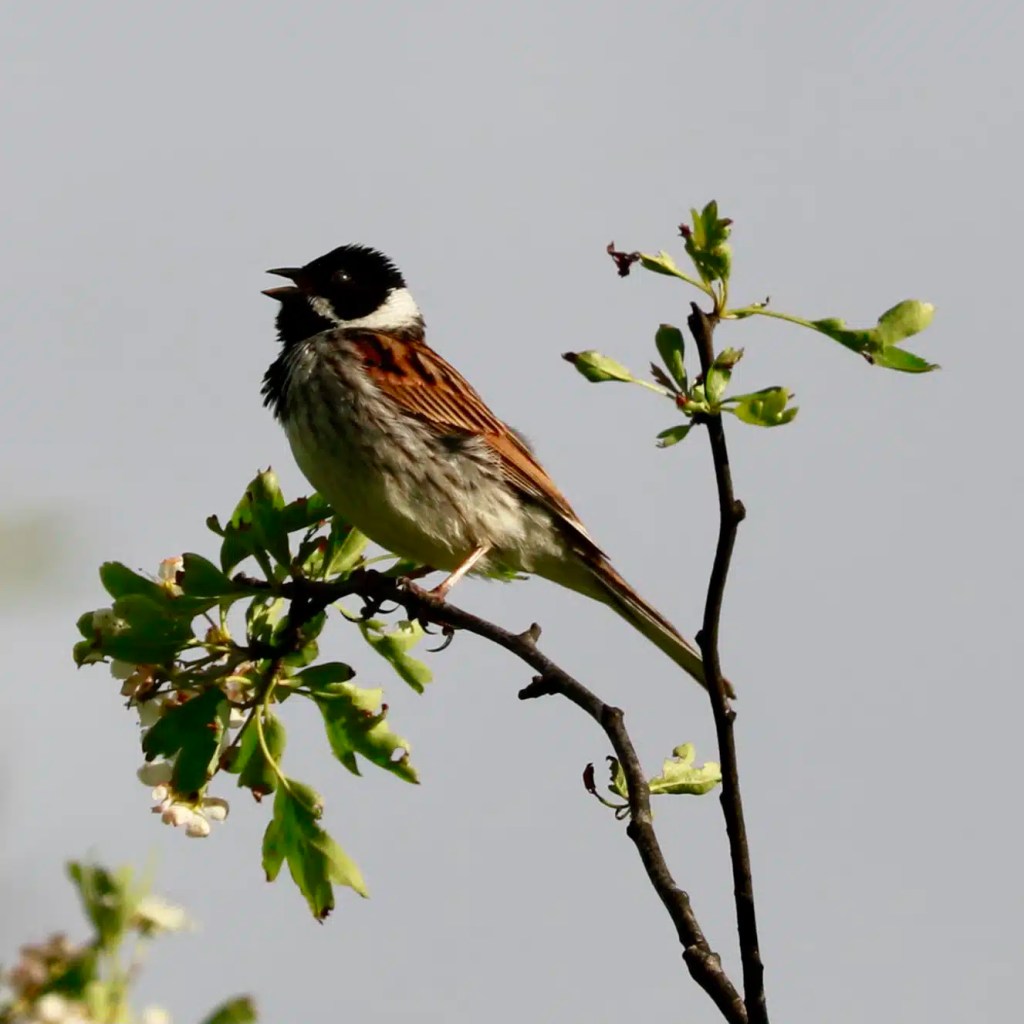 Reed bunting singing on a branch. Sheriffmuir wildlife image.