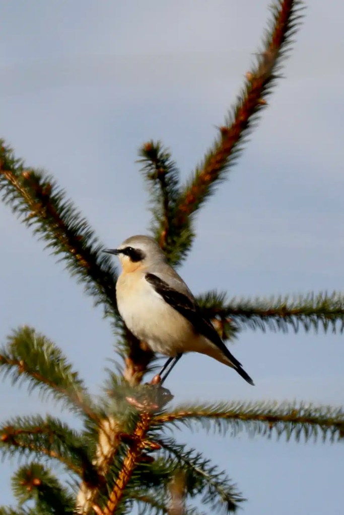 Northern wheatear perched on a spruce branch. Highland birding in May.