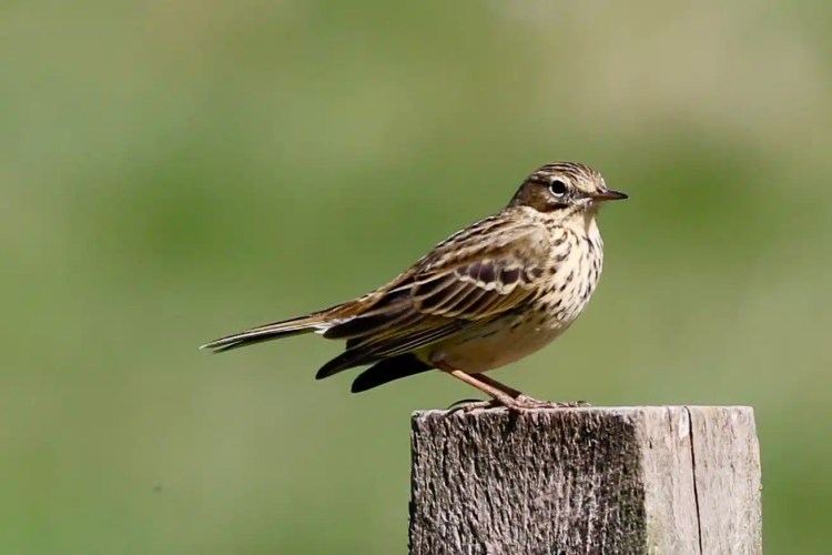 Meadow pipit perched on a wooden post. Sheriffmuir wildlife.