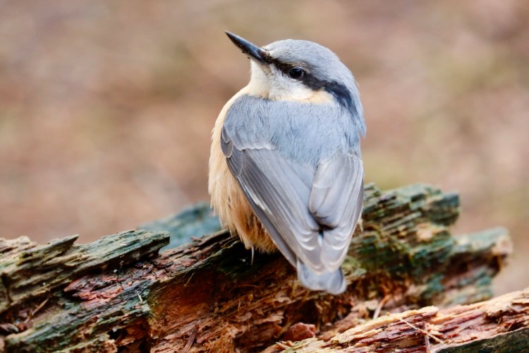 Nuthatch perched on a log in Menstrie Woods, showing its gray and tan plumage.