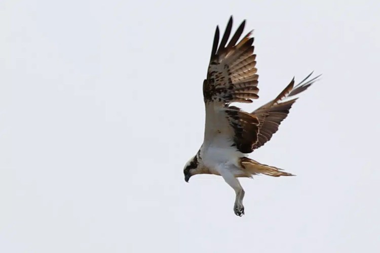Osprey diving, wings spread, hunting in the Highlands in May.