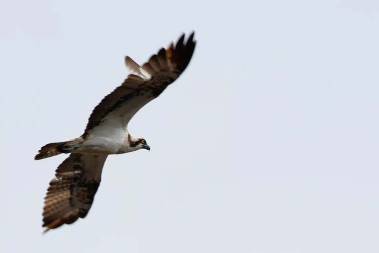Osprey in flight against a pale sky, wings spread wide.