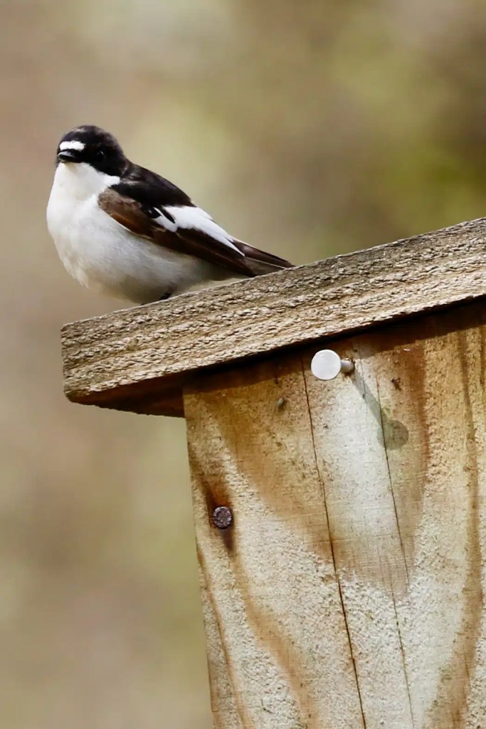 European pied flycatcher perched on a wooden birdhouse, a charming sight during Highland birding.