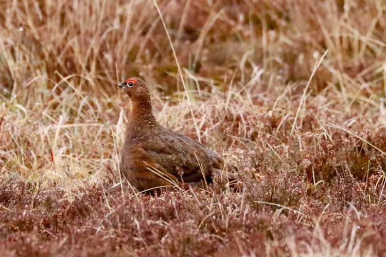 Red Grouse in Highland heather, camouflaged in brown vegetation. Highland birding in May.