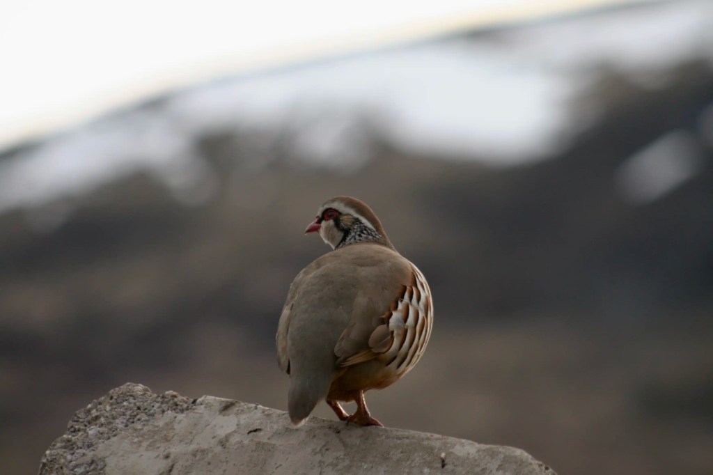 Red-legged partridge on a rock, possibly seen during a drive up Sheriffmuir.