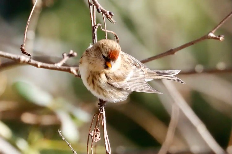 Redpoll bird perched on a branch in Menstrie Woods. Small brown and white bird with red forehead.