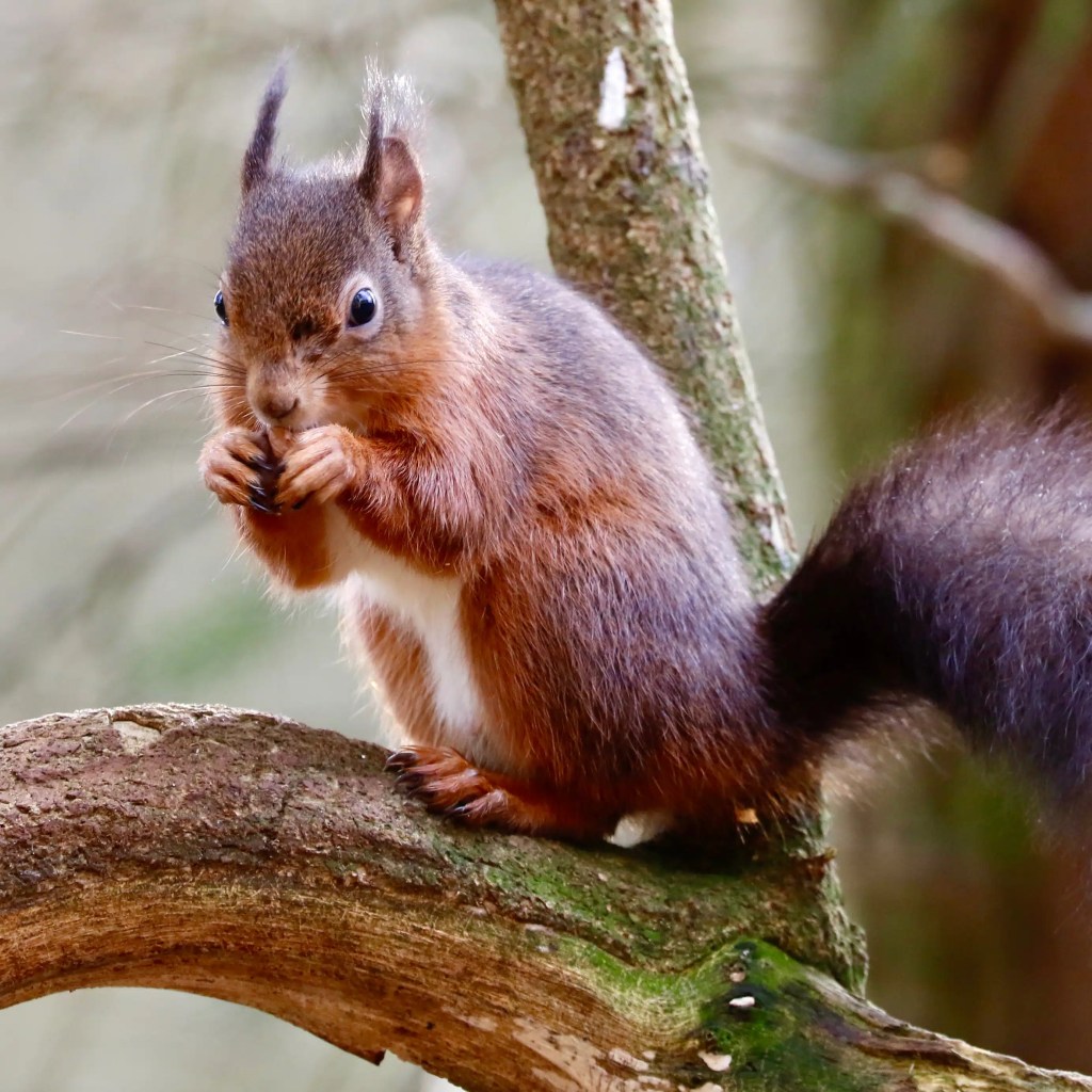 Red squirrel eating on a branch in Menstrie Woods.