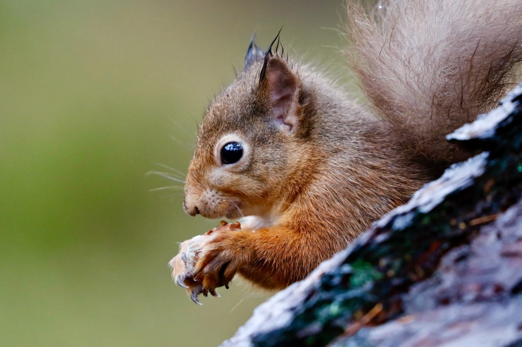 Red squirrel eating in Menstrie Woods. Cute wildlife close-up.