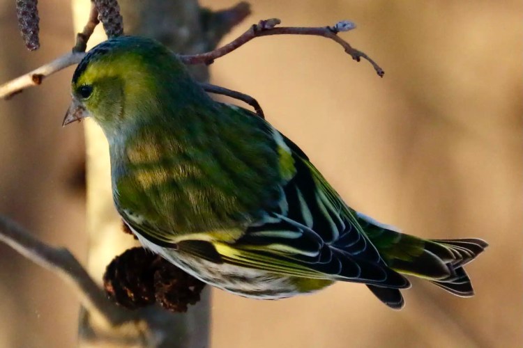 Eurasian siskin perched on a branch in Menstrie Woods, with green and yellow plumage.