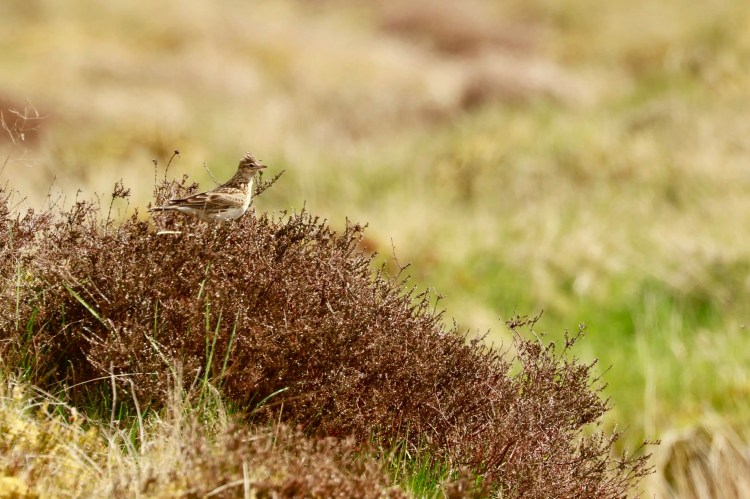 Skylark perched on heather in Sheriffmuir.