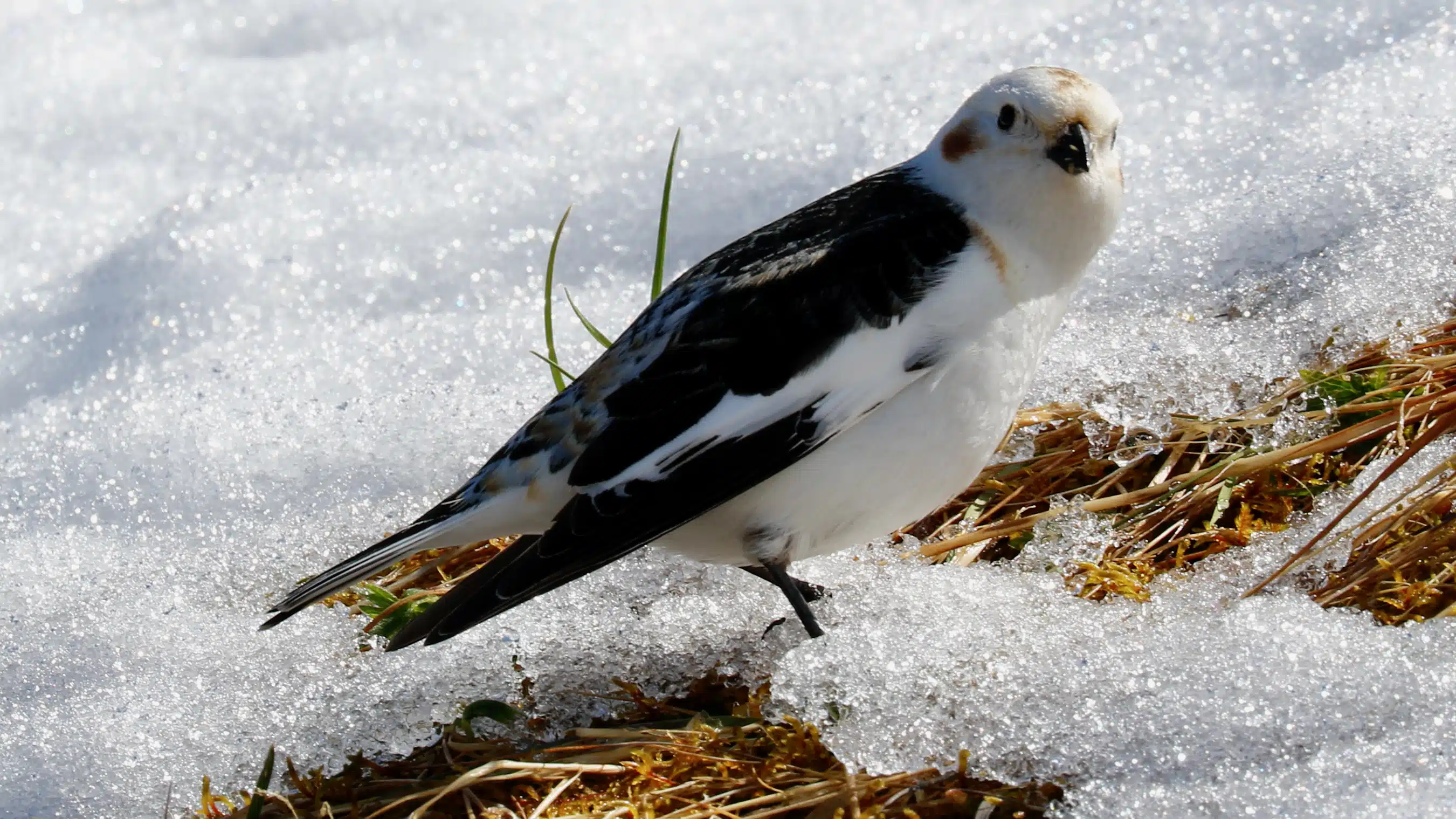 Snow bunting in snow, a highland birding find.