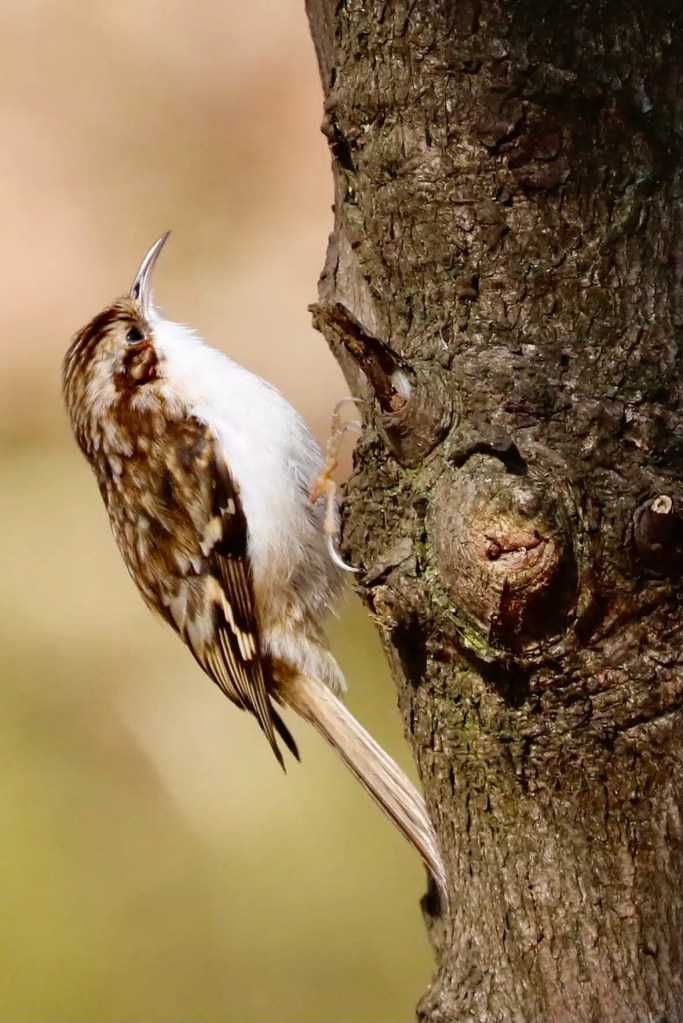 Eurasian Treecreeper clinging to a tree trunk in Menstrie Woods.
