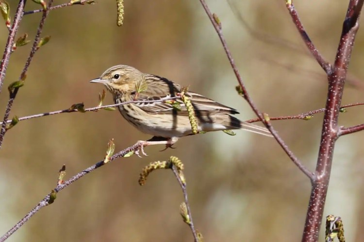 Meadow pipit perched on a budding branch in Sheriffmuir.
