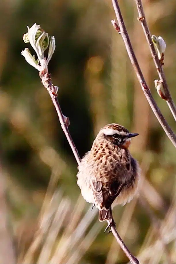 Small bird perched on a budding branch on Sheriffmuir. Brown and white plumage.