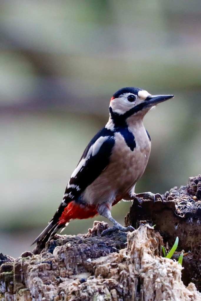 Great Spotted Woodpecker in Menstrie Woods, perched on a tree stump.