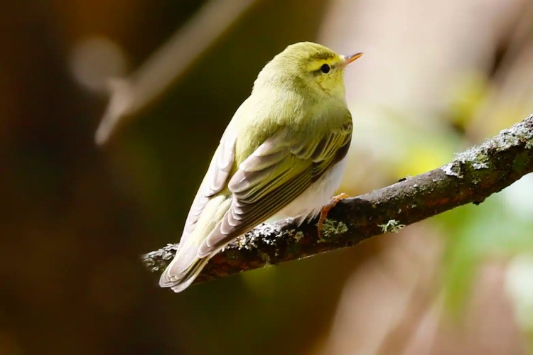 Willow warbler perched on a mossy branch. Sheriffmuir birdwatching.