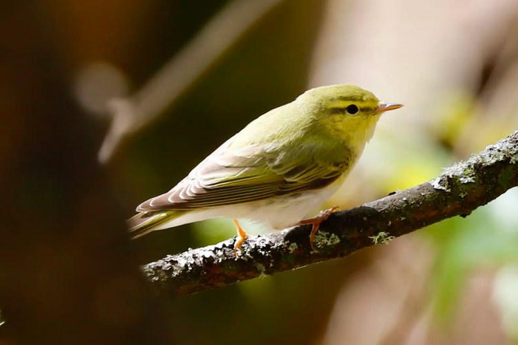 Small greenish warbler bird perched on a lichen-covered branch, Sheriffmuir woodland.